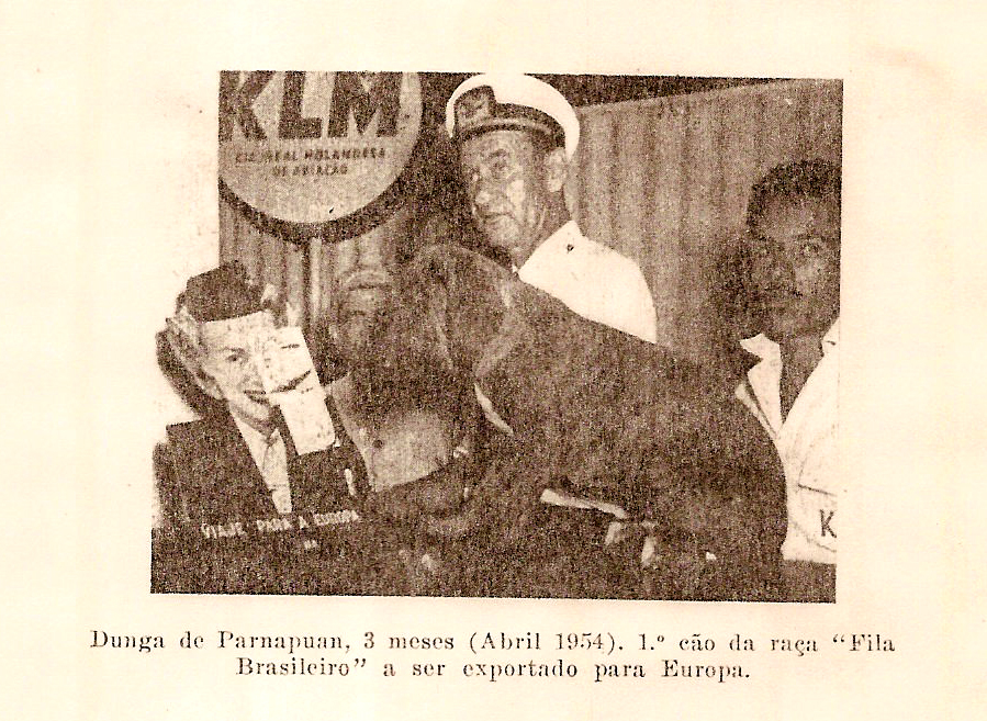 O embarque do primeiro Cão Fila para o exterior, da coleção do Santos Kennel Clube, em 1954.
