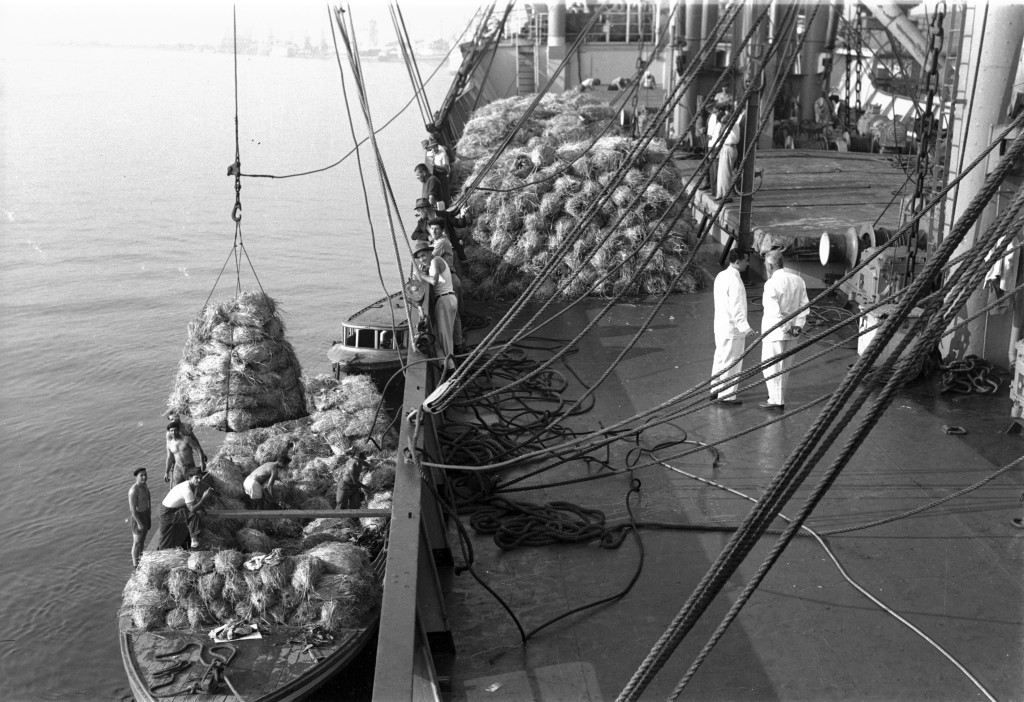 Embarque de banana no Porto de Santos nos anos 1950. Para proteger os cachos, eram utilizadas fibras de bananeira.