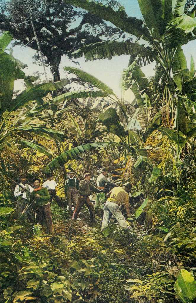 Plantação de Banana nos arredores de Santos no começo do Século 20.
