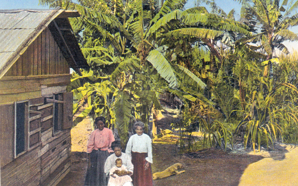Casa caiçara ao lado de bananal, início do século 20.